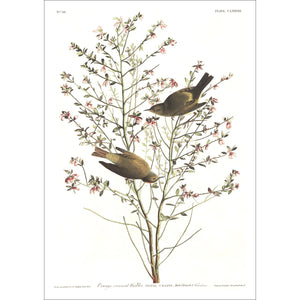 Orange-Crowned Warbler Print by John Audubon