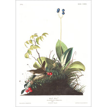 Load image into Gallery viewer, Wood Wren Print by John Audubon