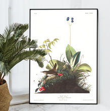 Load image into Gallery viewer, Wood Wren Print by John Audubon