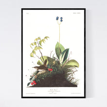 Load image into Gallery viewer, Wood Wren Print by John Audubon