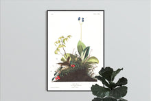 Load image into Gallery viewer, Wood Wren Print by John Audubon