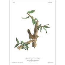 Load image into Gallery viewer, Berwick&#39;s Long Tailed Wren Print by John Audubon