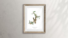 Load image into Gallery viewer, Berwick&#39;s Long Tailed Wren Print by John Audubon