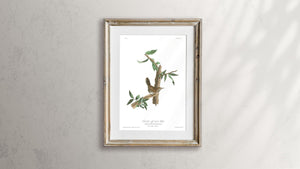 Berwick's Long Tailed Wren Print by John Audubon