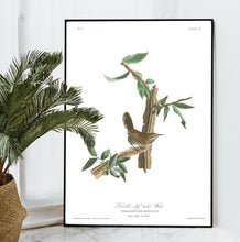 Load image into Gallery viewer, Berwick&#39;s Long Tailed Wren Print by John Audubon