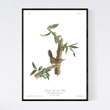 Load image into Gallery viewer, Berwick&#39;s Long Tailed Wren Print by John Audubon