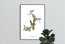 Load image into Gallery viewer, Berwick&#39;s Long Tailed Wren Print by John Audubon