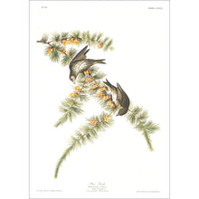 Load image into Gallery viewer, Pine Finch Print by John Audubon