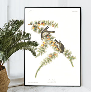 Pine Finch Print by John Audubon