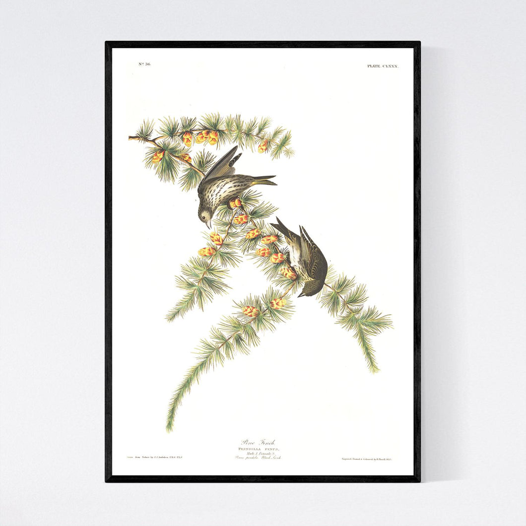 Pine Finch Print by John Audubon