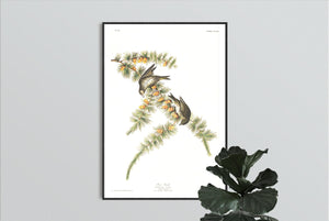 Pine Finch Print by John Audubon