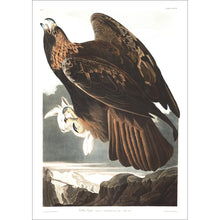Load image into Gallery viewer, Golden Eagle Print by John Audubon