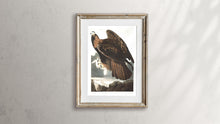 Load image into Gallery viewer, Golden Eagle Print by John Audubon