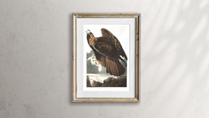 Golden Eagle Print by John Audubon