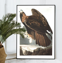 Load image into Gallery viewer, Golden Eagle Print by John Audubon