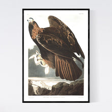 Load image into Gallery viewer, Golden Eagle Print by John Audubon