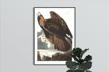 Load image into Gallery viewer, Golden Eagle Print by John Audubon