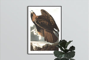 Golden Eagle Print by John Audubon