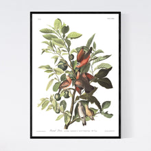 Load image into Gallery viewer, Ground Dove Print by John Audubon
