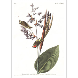 American Golden Crested Wren Print by John Audubon