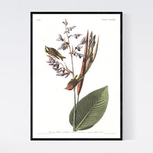 Load image into Gallery viewer, American Golden Crested Wren Print by John Audubon