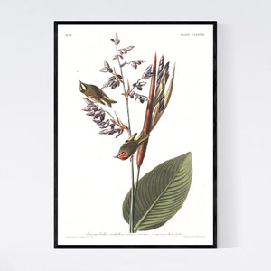 American Golden Crested Wren Print by John Audubon