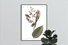 Load image into Gallery viewer, American Golden Crested Wren Print by John Audubon