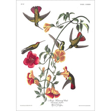 Load image into Gallery viewer, Mango Humming Bird Print by John Audubon