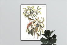 Load image into Gallery viewer, Bachman&#39;s Warbler Print by John Audubon