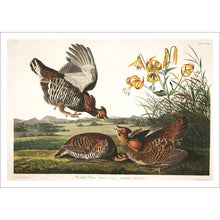 Load image into Gallery viewer, Pinnated Grous Print by John Audubon
