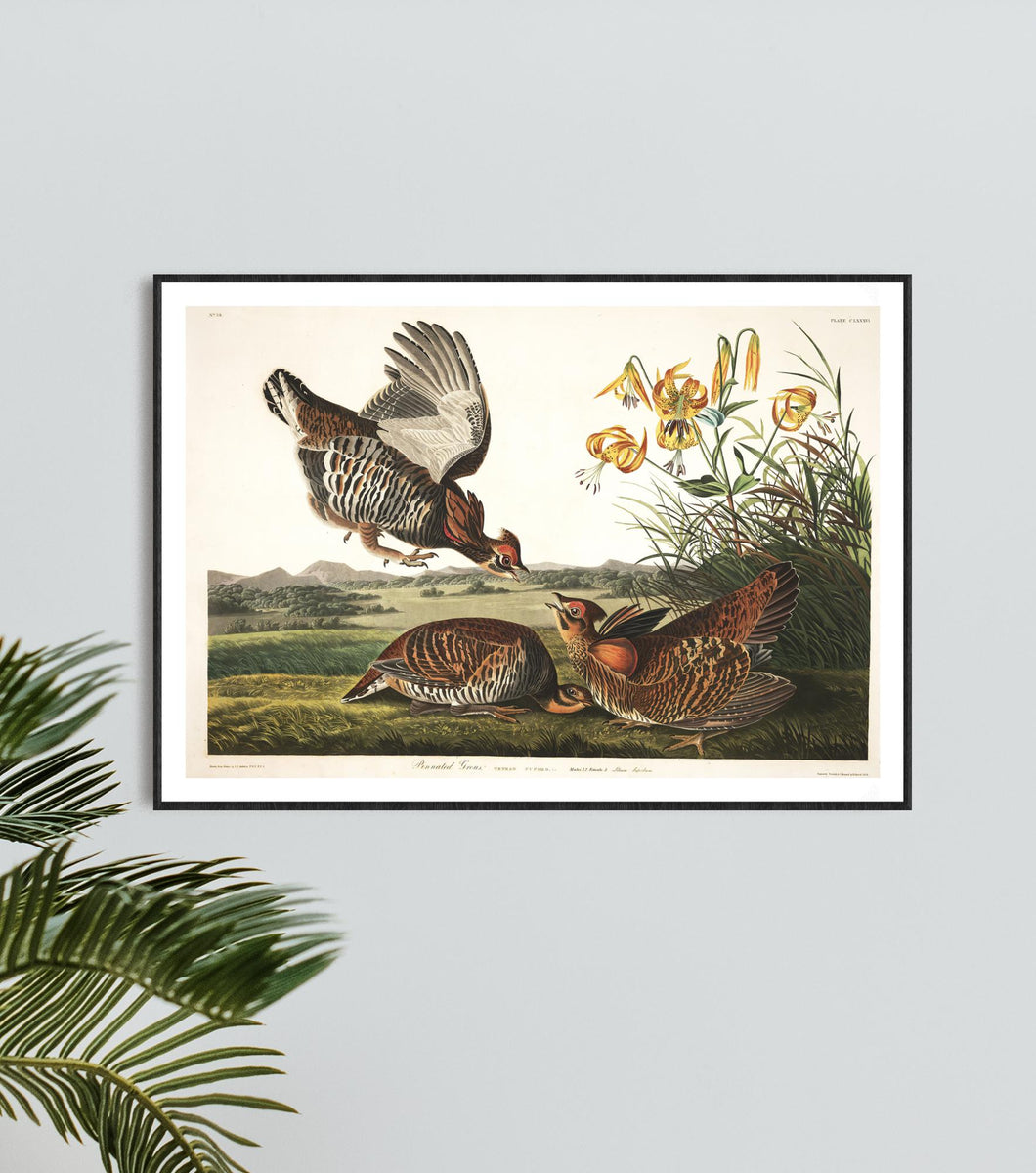 Pinnated Grous Print by John Audubon