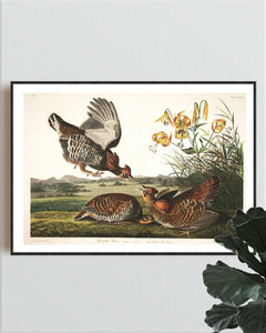 Pinnated Grous Print by John Audubon