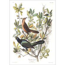 Load image into Gallery viewer, Boat-Tailed Grackle Print by John Audubon