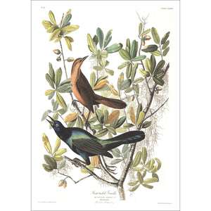 Boat-Tailed Grackle Print by John Audubon