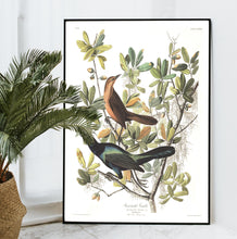Load image into Gallery viewer, Boat-Tailed Grackle Print by John Audubon