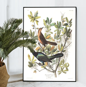 Boat-Tailed Grackle Print by John Audubon