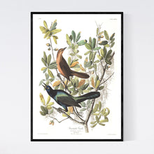 Load image into Gallery viewer, Boat-Tailed Grackle Print by John Audubon