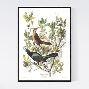 Boat-Tailed Grackle Print by John Audubon