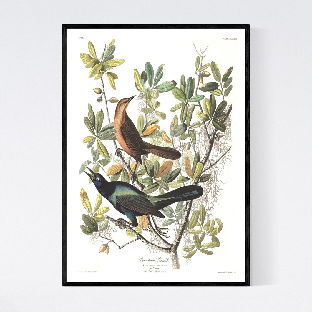 Boat-Tailed Grackle Print by John Audubon