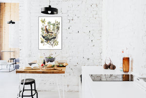 Boat-Tailed Grackle Print by John Audubon