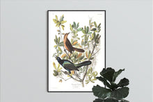 Load image into Gallery viewer, Boat-Tailed Grackle Print by John Audubon