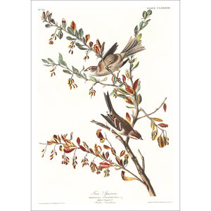 Tree Sparrow Print by John Audubon