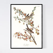 Load image into Gallery viewer, Tree Sparrow Print by John Audubon
