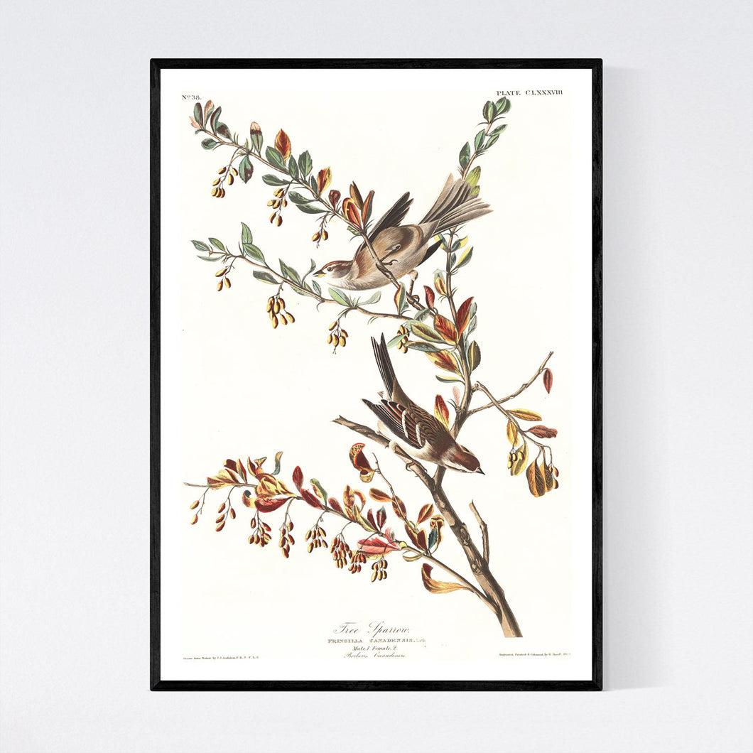 Tree Sparrow Print by John Audubon