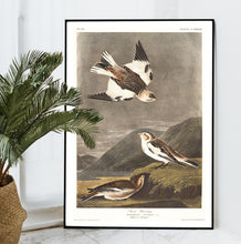 Load image into Gallery viewer, Snow Bunting Print by John Audubon