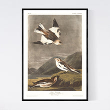 Load image into Gallery viewer, Snow Bunting Print by John Audubon