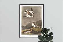 Load image into Gallery viewer, Snow Bunting Print by John Audubon