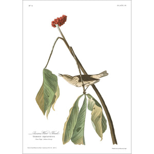 Louisiana Water Thrush Print by John Audubon
