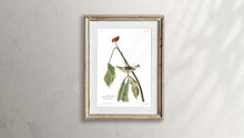 Load image into Gallery viewer, Louisiana Water Thrush Print by John Audubon