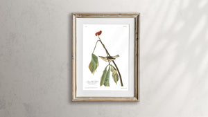 Louisiana Water Thrush Print by John Audubon